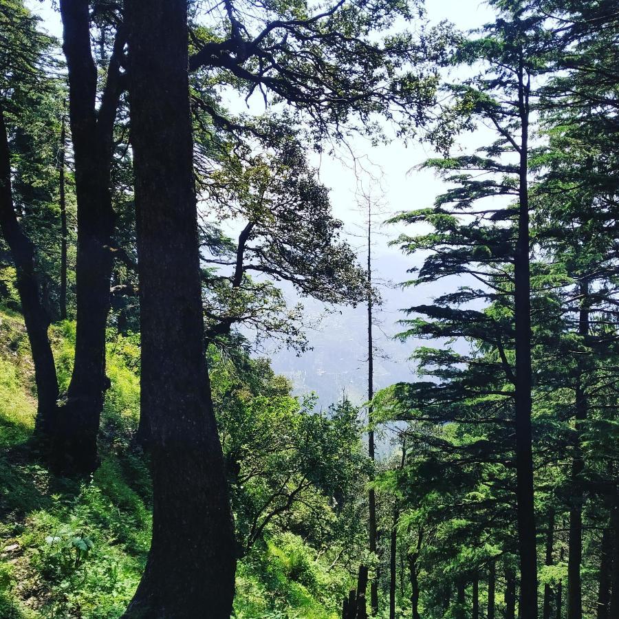 Shimla Pines Homestay מראה חיצוני תמונה