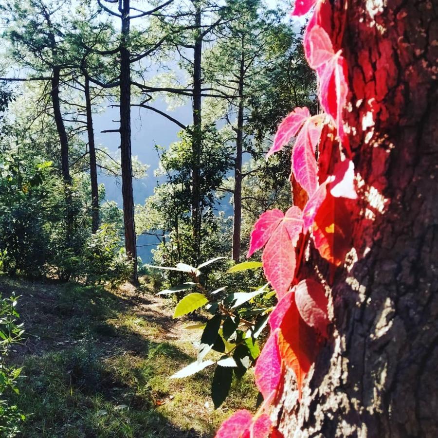 Shimla Pines Homestay מראה חיצוני תמונה