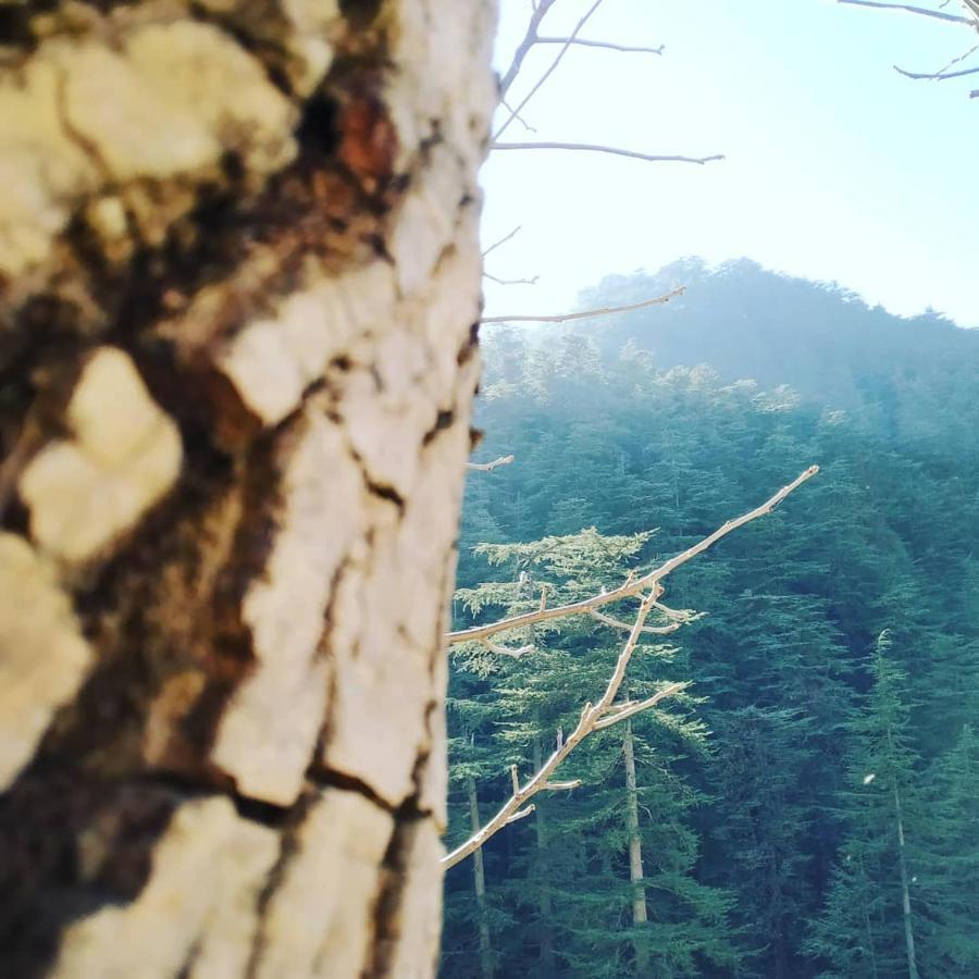 Shimla Pines Homestay מראה חיצוני תמונה